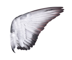 Obraz premium Pinion on the sprawling white