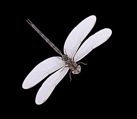 Dragonfly on top in Black Blackground