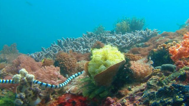 Морская змея кольчатый плоскохвост. Увлекательные подводные погружения на рифах Филиппинского архипелага.