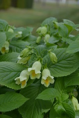 Weigela middendorffiana gelbe Weigelie