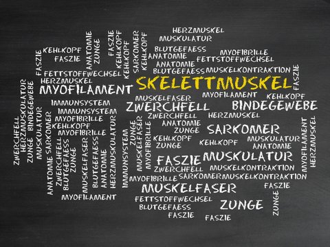 Skelettmuskel