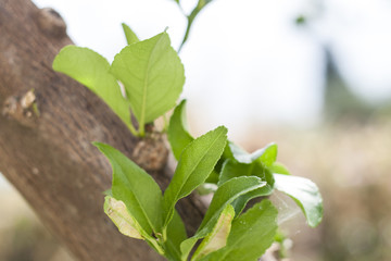Fresh green leaves on branch close-up