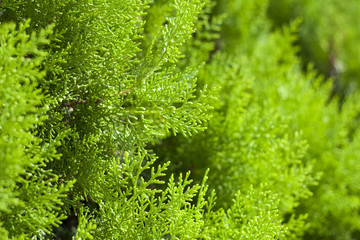 Green Thuja close-up