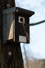 Nistkasten an einem Baum
