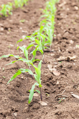 Farm  corn