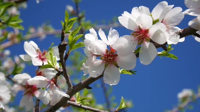 Close up of almond tree flowers on a branch, swinging with the wind on a beautiful sunny day, in Sicilia