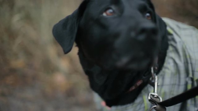 Black Labrador dog walking in the forest. Fall.Dog walking in the morning.Smiling dog.