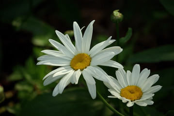 Fototapeta premium Marguerite blanche et jaune au jardin en été