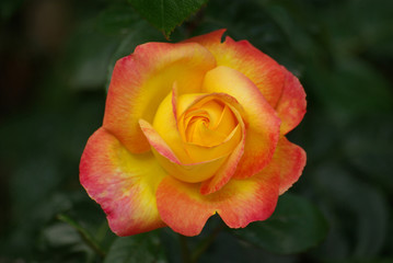 Rose jaune-orangé au jardin au printemps