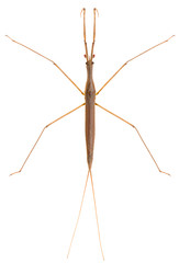 Waterscorpion needle bug Ranatra linearis or water stick insect isolated on white background, dorsal view of insect.