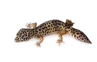 Naklejka premium The leopard gecko isolated on a white