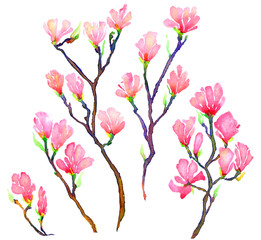 Pink magnolia branches set isolated, hand painted watercolor illustration