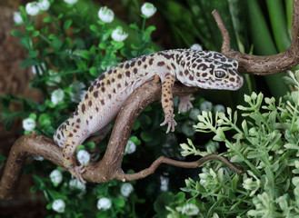 The leopard gecko (Eublepharis)