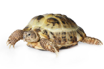 Obraz premium Tortoise over white