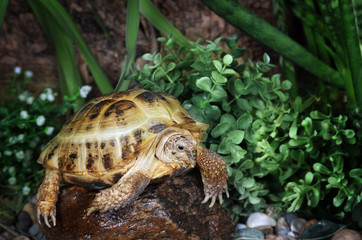 Tortoise walking around