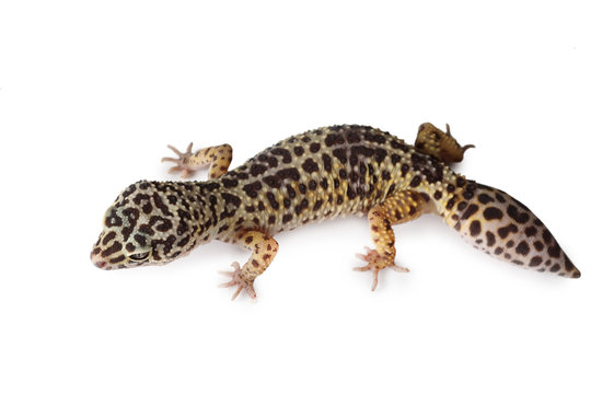 The leopard gecko isolated on a white