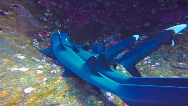 Увлекательные подводные погружения с акулами у острова Рока Партида в Тихом океане. Мексика.