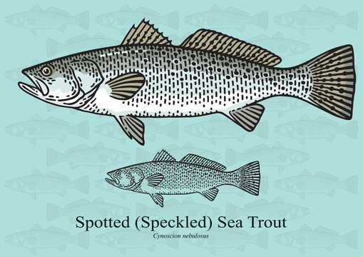 Spotted Sea Trout Images – Browse 793 Stock Photos, Vectors, and