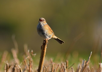 Common sparrow singing on a branch