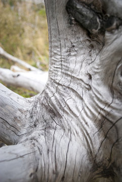 Burned tree in Torres del Paine giving silver coloration and wrinkles