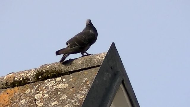 Eine Taube auf einem Dachfirst