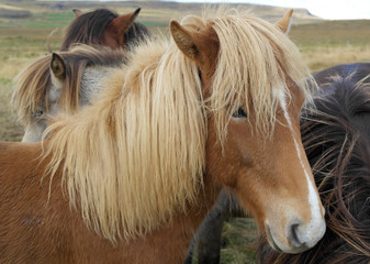 Naklejka na ściany i meble Icelandic horse 