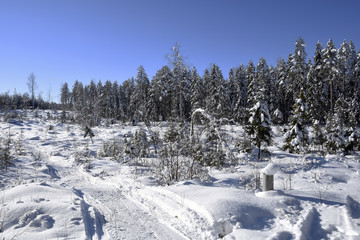Winter and snow in the forest and a snowmobile track