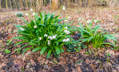 White blooming spring snowflake plants between brown fallen tree leaves