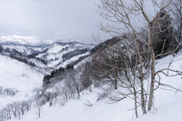 雪化粧した木々と山々