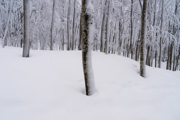 Fototapeta premium 雪化粧したブナ林