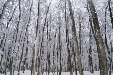 雪降るブナ林