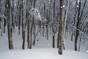 雪降るブナ林