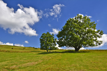trees in rural area on beautiful summer day © Jurek Adamski