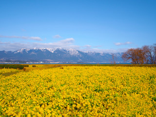 菜の花畑