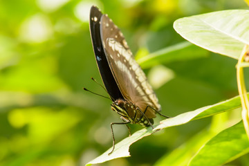 Butterfly in nuture, its makes a refreshing feeling.