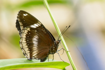 Butterfly in nuture, its makes a refreshing feeling.