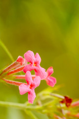 The flowers are beautiful and refreshing. Its beautiful.