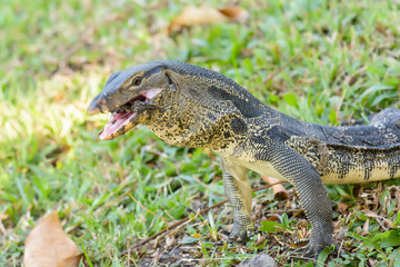 Varanus salvator eating frog in the park.