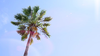 One palm tree on blue sky background. Bottom view, sun glare, natural light              