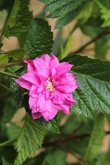 Lachsbeere  Brombeere Bl&uuml;te