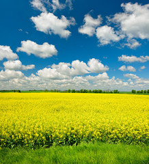Obraz premium Pole rzepaku w pełnym rozkwicie pod błękitnym niebem z chmurami cumulus