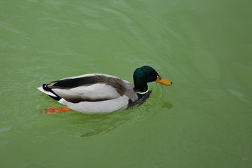 duck on the water