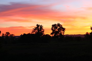 sky in sunset  cloud colorful beautiful with silhouette motion tree  in woodland and evening on nature : with copy space for add text.