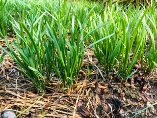 Garlic chives growing on a soil