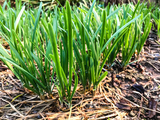 Garlic chives growing on a soil
