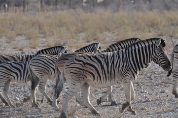 Fototapeta na wymiar Zebra Etosha National Park