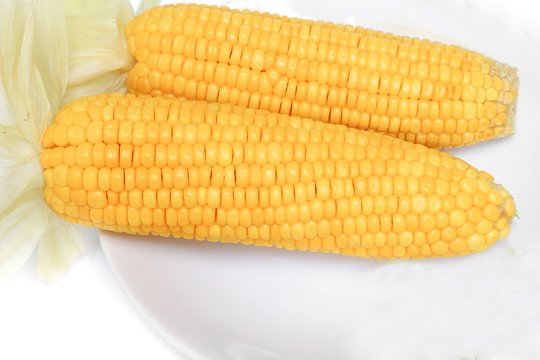  corn boiled on a plate  on white background