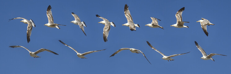 Seagull flying sequence against blue sky