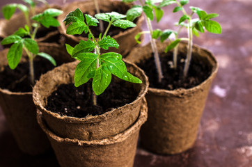 Young seedlings tomato