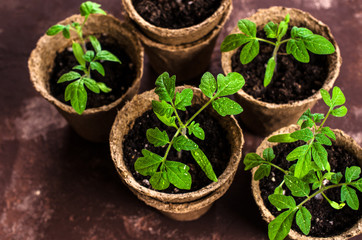 Young seedlings tomato